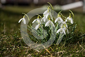 Snowdrops in a forest with sunlight close up, springtime, copy space, square