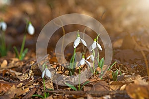 Snowdrops in the forest on a sunny spring evening