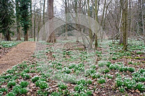 Snowdrops in Forest with trees