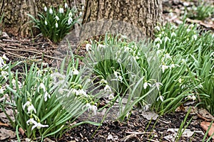 Snowdrops, Galanthus, Blooming by Tree