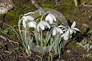 Snowdrops galanthus Flore Pleno