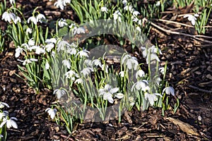 Snowdrops galanthus Flore Pleno photo