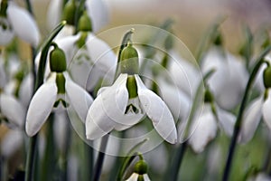 The snowdrops, Galanthus nivalis