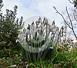 The snowdrops, Galanthus nivalis