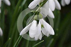 Snowdrops (Galanthus nivalis)