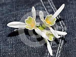 Snowdrops (Galanthus nivalis) in buttonhole of denim pocket