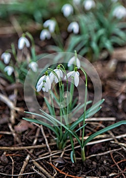 Snowdrops (Galanthus nivalis) flowers