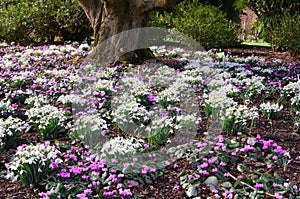 Snowdrops - Galanthus nivalis, Hilliers Arboretum, Romsey, Hampshire, England, UK