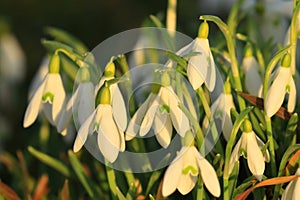 Snowdrops (Galanthus nivalis) on meadow, close up