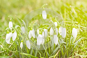 Snowdrops. Galanthus. Spring flowers in green sunlit grass. Overexposed.