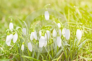 Snowdrops. Galanthus. Spring flowers in green sunlit grass. Overexposed. photo