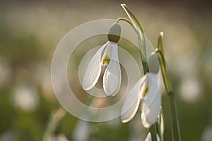 Snowdrops Galanthusare blossoming in backlight