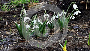 Snowdrops gently sways flower heads from the wind