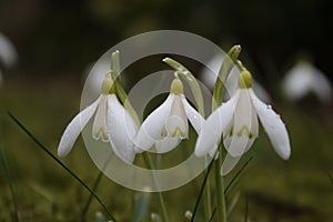 Snowdrops in grass