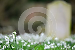 Snowdrops and grave
