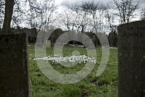Snowdrops in a graveyard