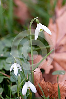 Snowdrops growing among fallen leaves
