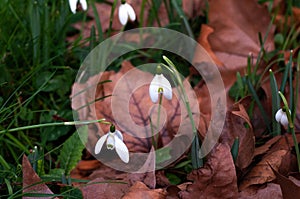 Snowdrops growing among fallen leaves