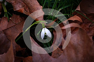 Snowdrops growing among fallen leaves