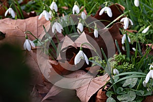 Snowdrops growing among fallen leaves