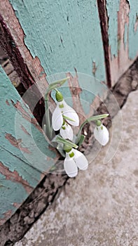 Snowdrops grown by the fence near the celebration of March 1 and March 8 - Ciochina, Romania