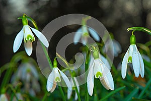 Snowdrops with a heart on a petal