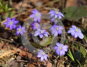 Snowdrops Hepatica nobilis