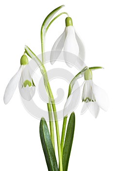 Snowdrops isolated on white background. Clipping Path