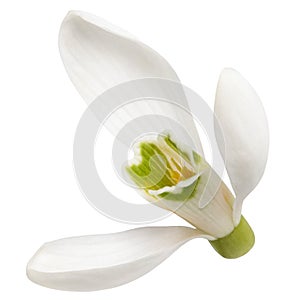 Snowdrops isolated on white background. Clipping Path