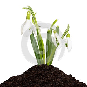 Snowdrops isolated on white background. Clipping Path