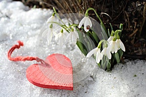Snowdrops with a ladybird and a red heart
