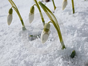 Snowdrops with long, elegant flowers covered and surrounded with snow in bright sunlight in early spring