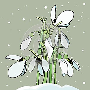The snowdrops making their way through the snow, isolated on a pastel background