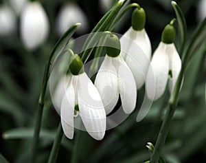 Snowdrops