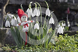 Snowdrops and martenitsa or martishor. March 1st, Baba Marta Day - Bulgarian holiday. Beginning of spring, springtime