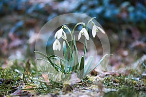 Snowdrops on a meadow to the beginning of spring. Delicate flower with white blossoms