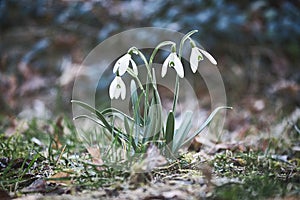Snowdrops on a meadow to the beginning of spring. Delicate flower with white blossoms