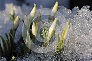 Snowdrops in the melted snow