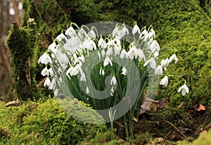 Snowdrops and Moss