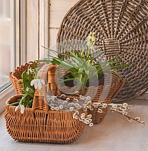 Snowdrops and Muscari on the window