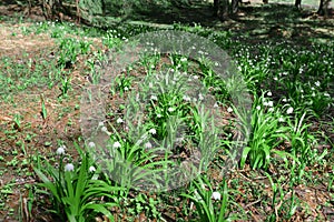 Snowdrops in Padis, Bihor, Apuseni Mountains, Romania