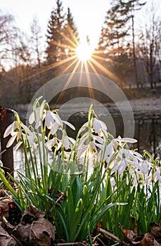 Snowdrops on a pond at sunset with sun star in spring vertical