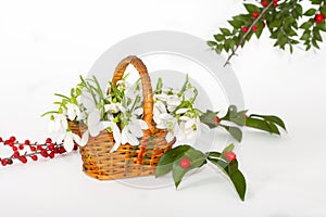 Snowdrops in punnet with red berries