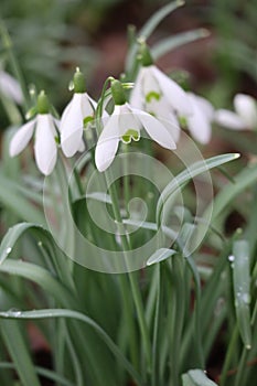 Snowdrops with Raindrops