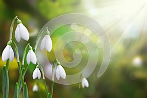 Snowdrops shining in the sun