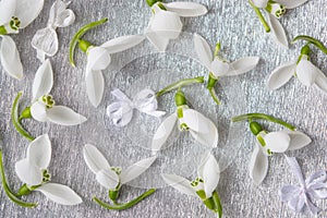 Snowdrops on shiny silver background