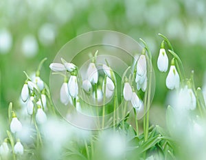 Snowdrops shot at long focal length.  Backdrop for spring stories