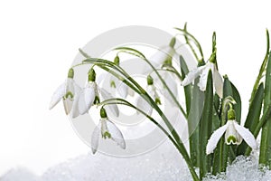 Snowdrops in snow