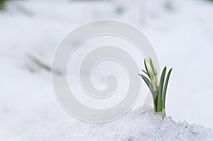 Snowdrops and snow