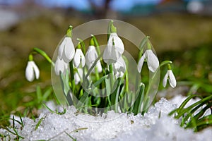 Snowdrops in the snow, early spring flowers, close-up